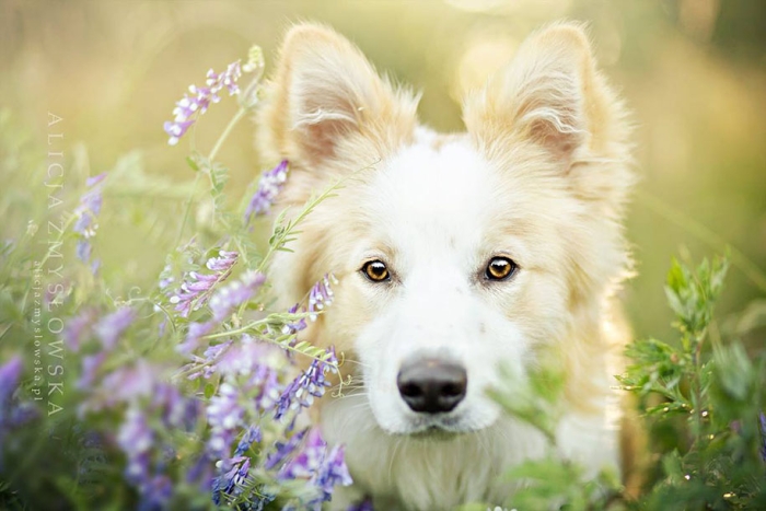 animals-dog-photography-alicja-zmyslowska-18