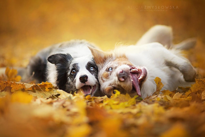 animals-dog-photography-alicja-zmyslowska-19