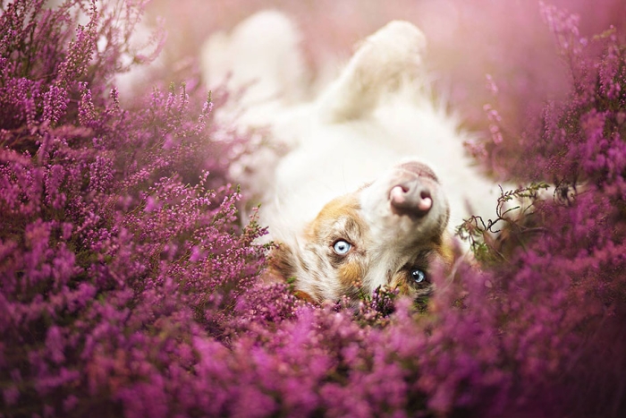 animals-dog-photography-alicja-zmyslowska-20