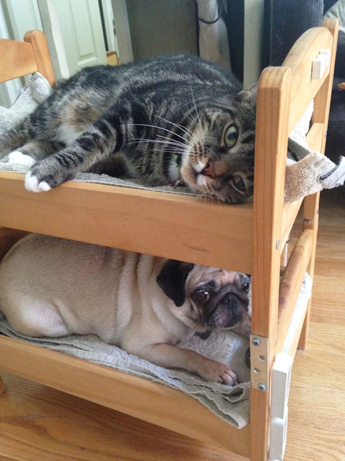 duktig-japanese-cat-bed-ikea-10