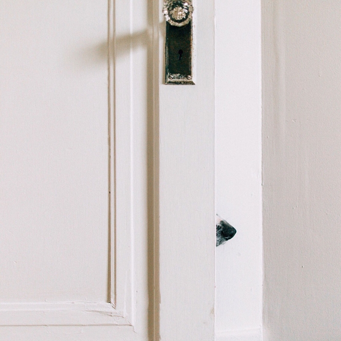 find-momo-dog-photography-andrew-knapp-24