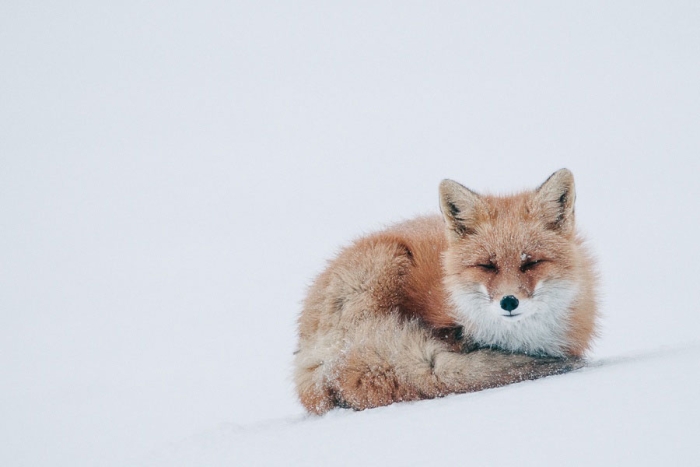 wild-foxes-photography-ivan-kislov-11