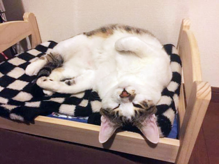 duktig-japanese-cat-bed-ikea-11