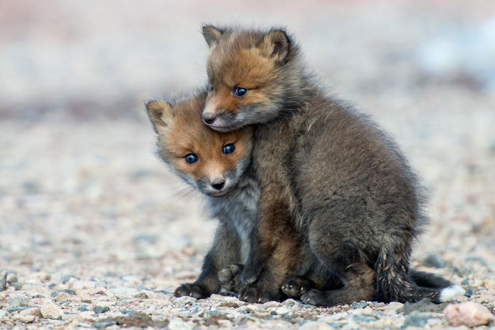 wild-foxes-photography-ivan-kislov-10