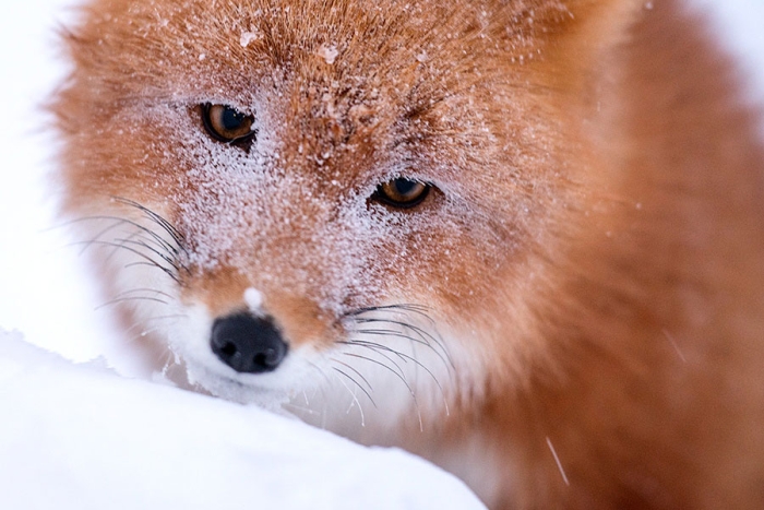 wild-foxes-photography-ivan-kislov-7