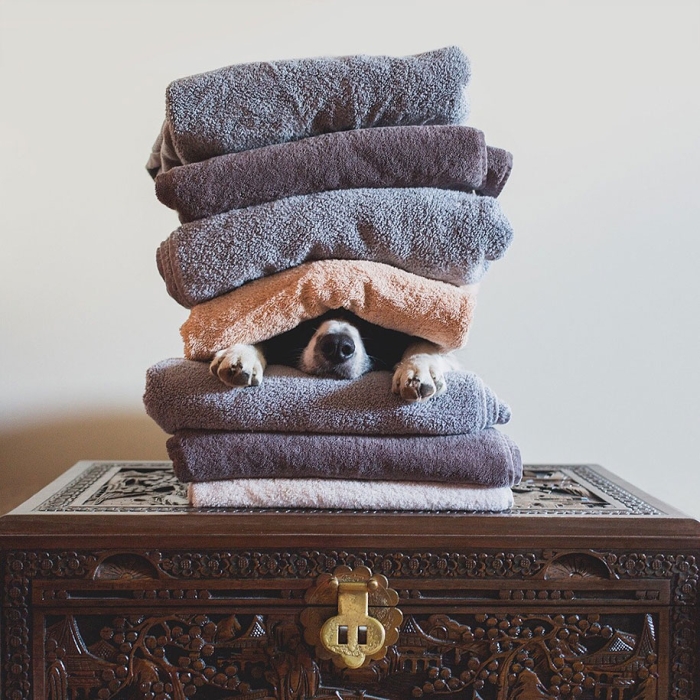 find-momo-dog-photography-andrew-knapp-30