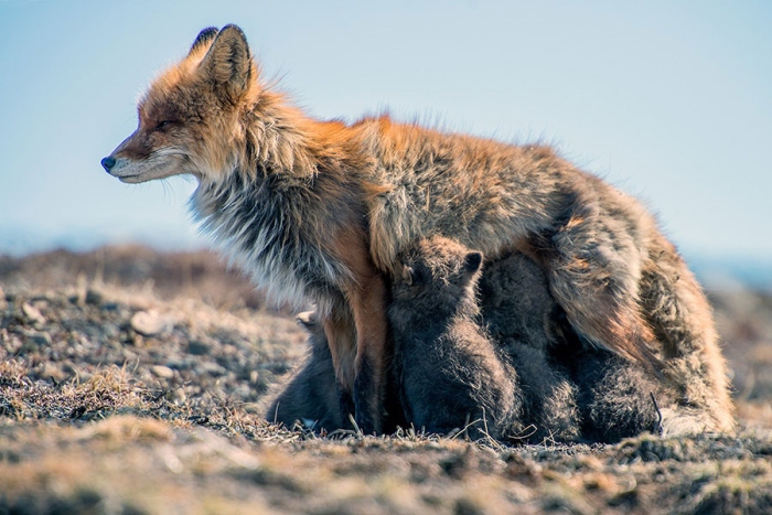 wild-foxes-photography-ivan-kislov-1