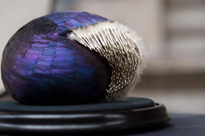 bird-feather-sculpture-art-kate-mccgwire-6