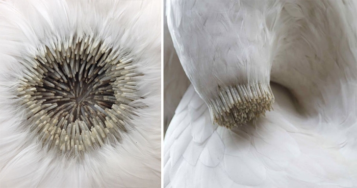 bird-feather-sculpture-art-kate-mccgwire-18