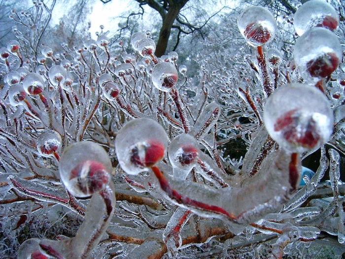 winter-snow-natural-ice-art-8