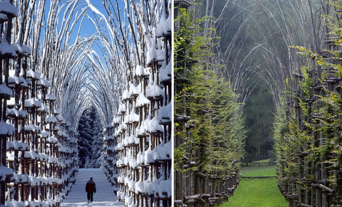 cattedrale-vegetale-tree-cathedral-giuliano-mauri-3