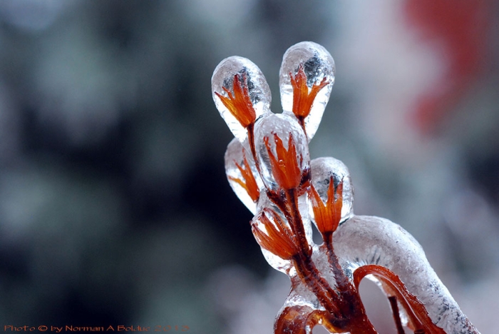 winter-snow-natural-ice-art-12