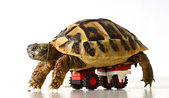 tortoise-lego-wheelchair-carsten-plischke-1