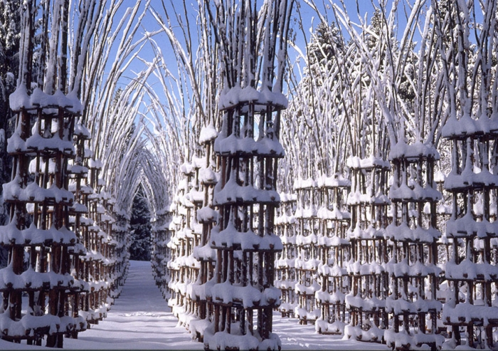 cattedrale-vegetale-tree-cathedral-giuliano-mauri-8