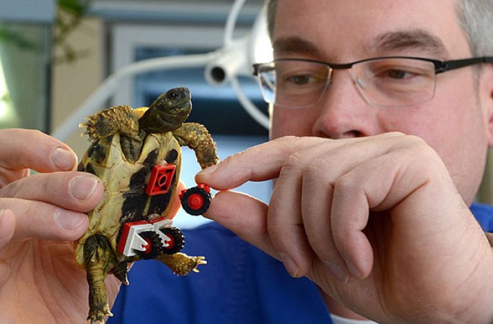 tortoise-lego-wheelchair-carsten-plischke-2