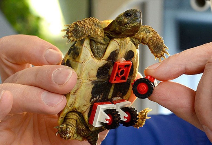 tortoise-lego-wheelchair-carsten-plischke-4