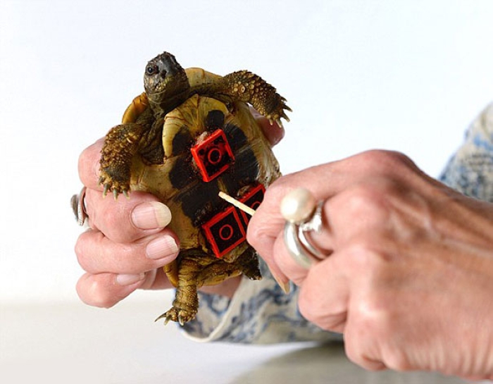 tortoise-lego-wheelchair-carsten-plischke-3