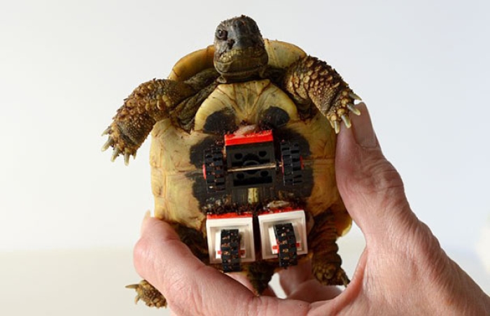 tortoise-lego-wheelchair-carsten-plischke-5