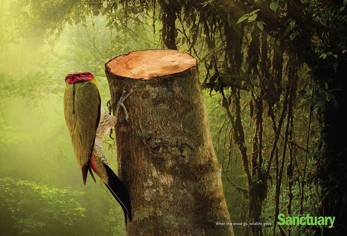 social-ads-call-of-the-wild-sanctuary-asia-1