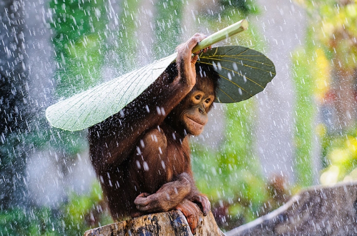 2015-sony-world-photography-awards-open-category-entries-1