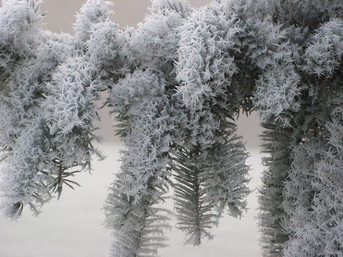 winter-snow-natural-ice-art-20