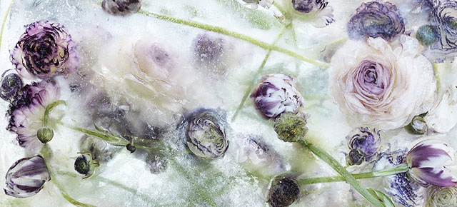 Flowers Frozen In Ice Cubes Look Like Watercolors