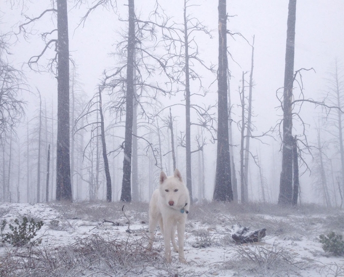 wolf-dog-adventures-travel-photography-john-stortz-15