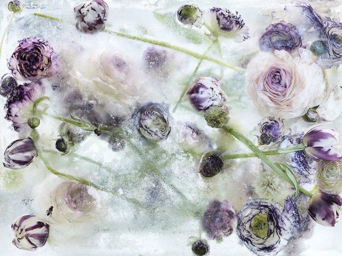 locked-in-the-ether-frozen-flowers-kenji-shibata-3