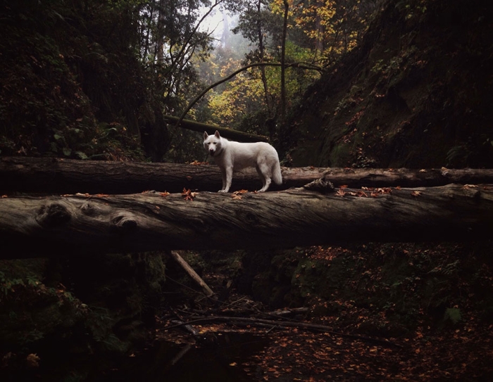 wolf-dog-adventures-travel-photography-john-stortz-11