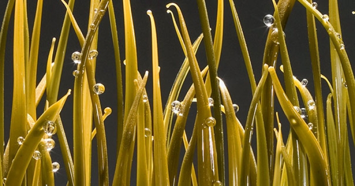 glass-sculpture-glassblowing-art-shayna-leib-2