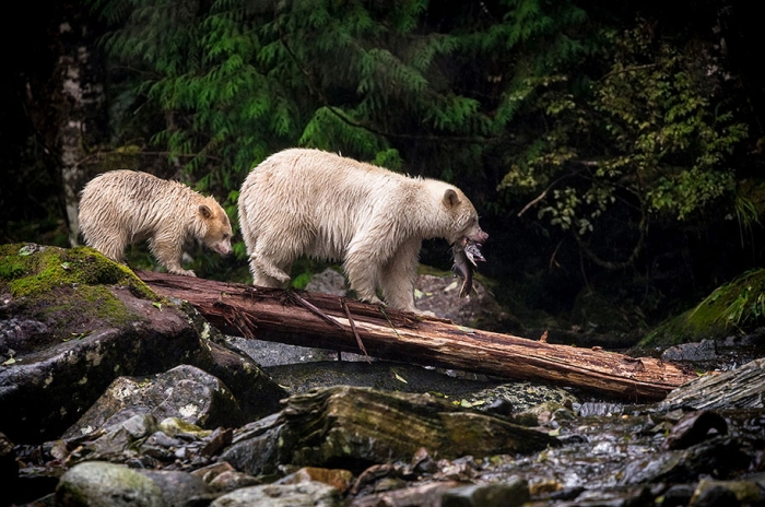 2015-sony-world-photography-awards-open-category-entries-6