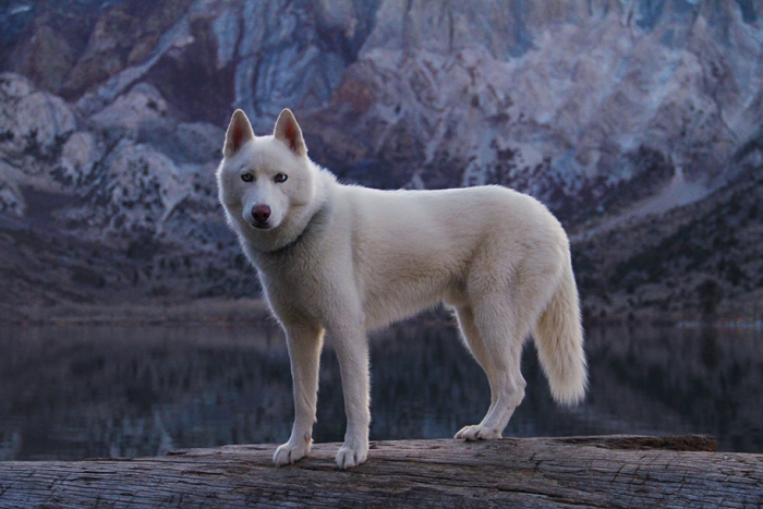 wolf-dog-adventures-travel-photography-john-stortz-8