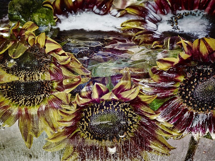 locked-in-the-ether-frozen-flowers-kenji-shibata-4