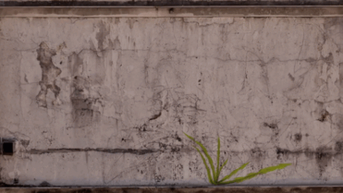 weeds-growing-graffiti-street-art-mona-caron-9