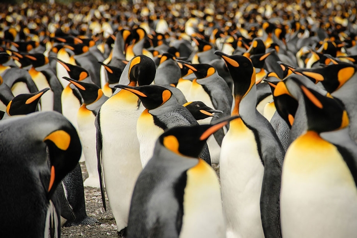 2015-sony-world-photography-awards-open-category-entries-7