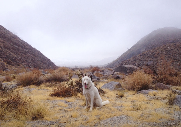 wolf-dog-adventures-travel-photography-john-stortz-2