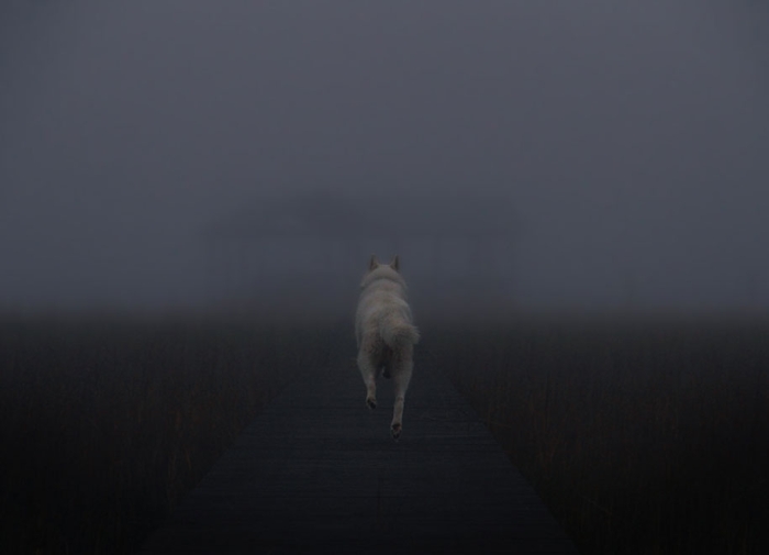 wolf-dog-adventures-travel-photography-john-stortz-17