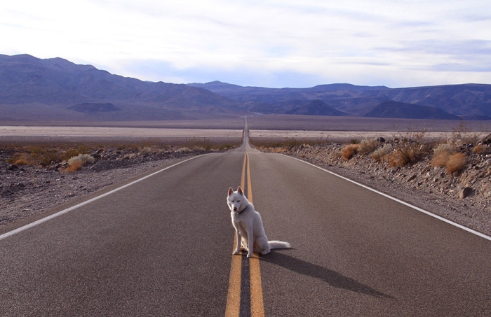 wolf-dog-adventures-travel-photography-john-stortz-10