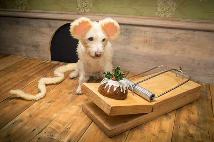 christmas-dog-costume-holiday-card-peter-thorpe-7