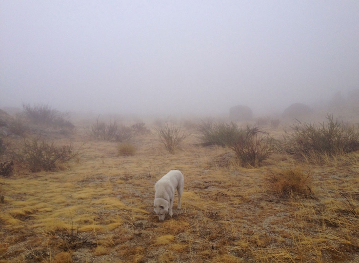 wolf-dog-adventures-travel-photography-john-stortz-1