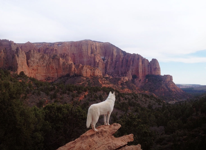 wolf-dog-adventures-travel-photography-john-stortz-13