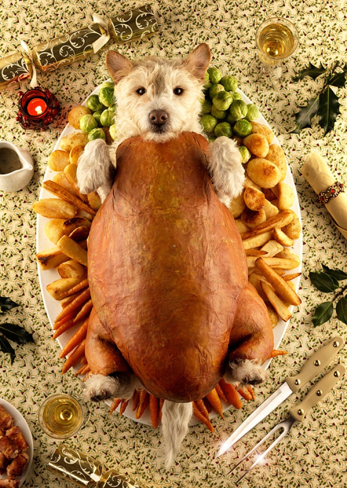 christmas-dog-costume-holiday-card-peter-thorpe-6