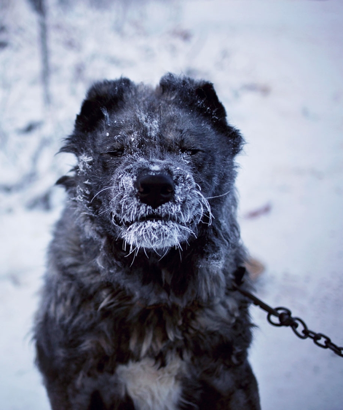 coldest-village-oymyakon-russia-amos-chapple-9