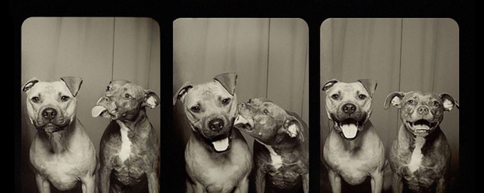pit-bulls-photo-booth-cute-dogs-lynn-terry-50