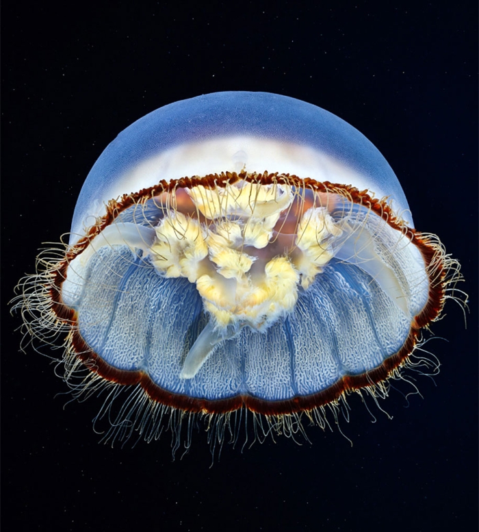 jellyfish-underwater-photography-alexander-semenov-7