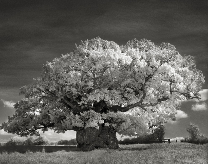 ancient-trees-portraits-of-time-nature-photography-beth-moon-17