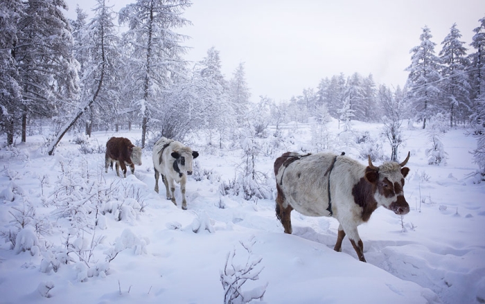 coldest-village-oymyakon-russia-amos-chapple-12
