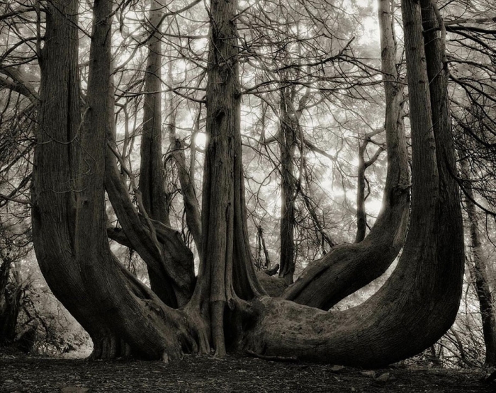 ancient-trees-portraits-of-time-nature-photography-beth-moon-8