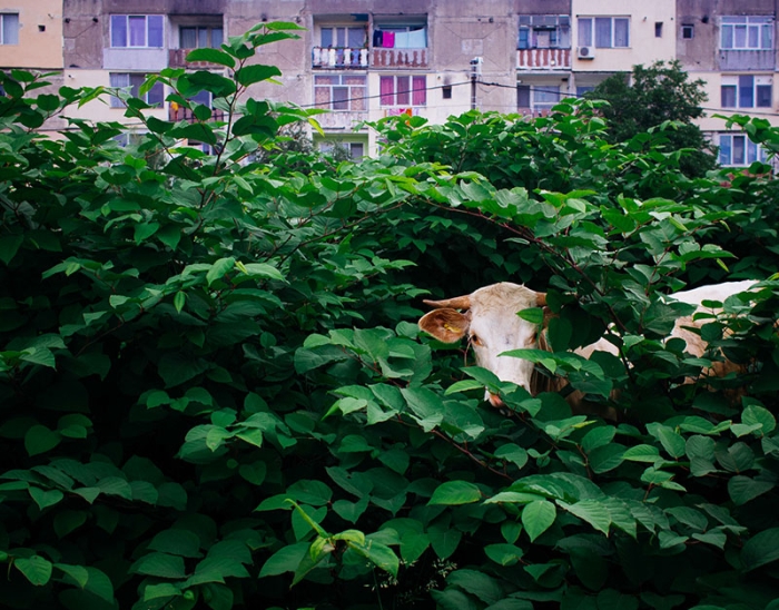 romania-villages-quirky-photography-hajdu-tamas-1