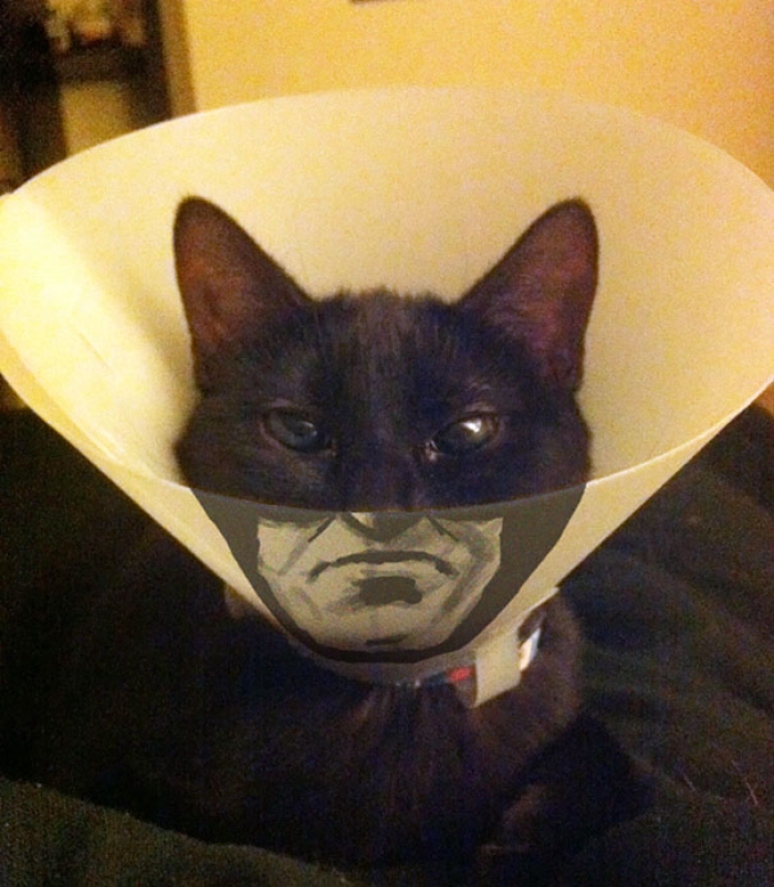 funny-pet-cones-creative-elizabethan-collars-1